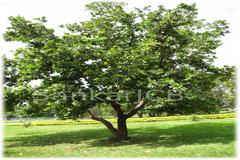 Calophyllum inophyllum